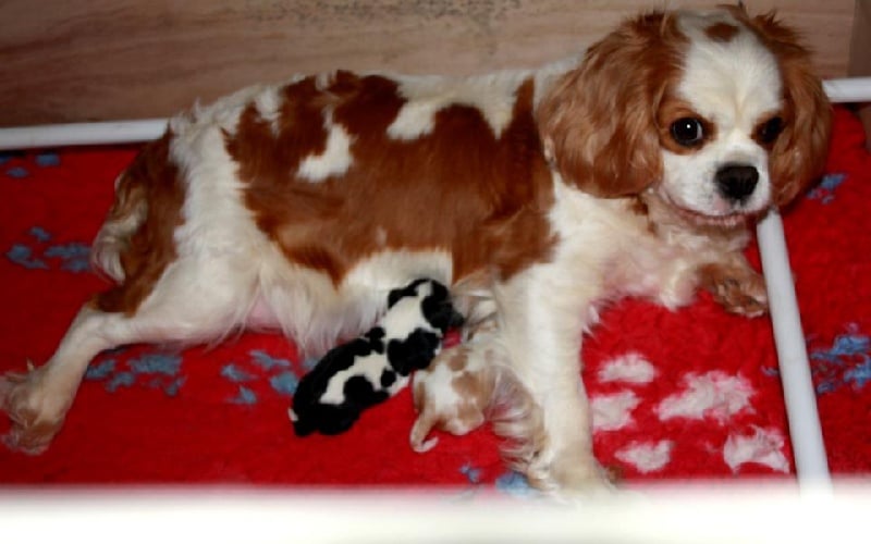 des roches d'Orvaz - Cavalier King Charles Spaniel - Portée née le 09/04/2013