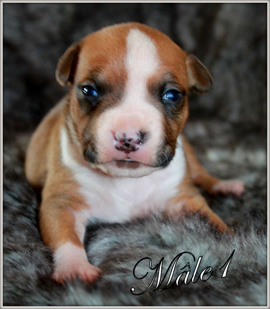 Des molosses de celebra - Chiots disponibles - American Staffordshire Terrier