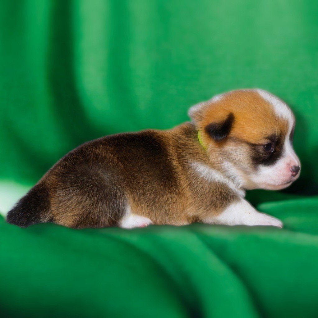 de Majestade - Chiots disponibles - Welsh Corgi Pembroke