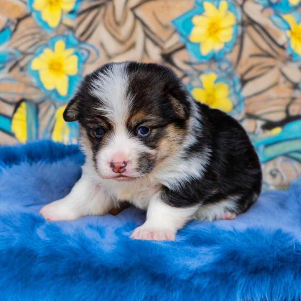 de Majestade - Chiots disponibles - Welsh Corgi Pembroke