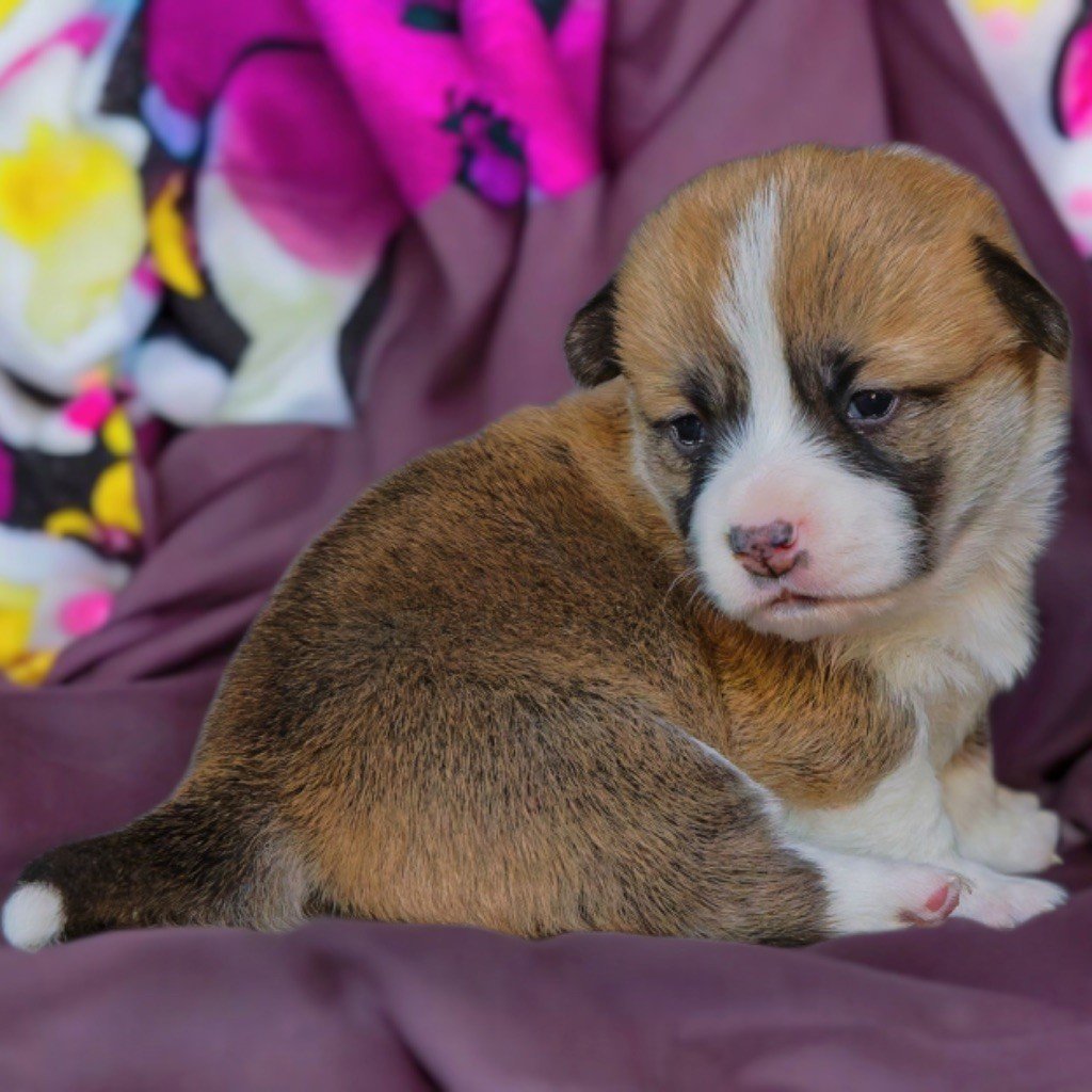 de Majestade - Chiots disponibles - Welsh Corgi Pembroke