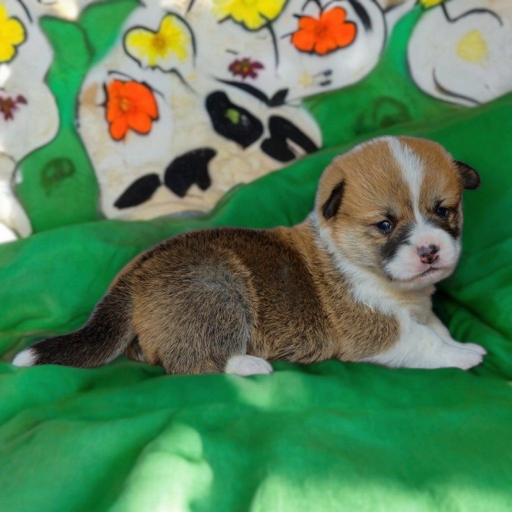 de Majestade - Chiots disponibles - Welsh Corgi Pembroke