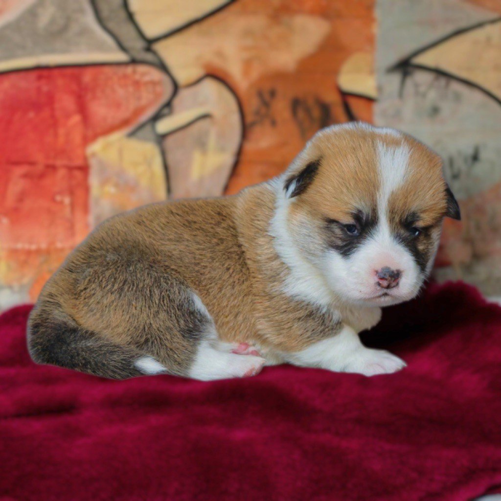 de Majestade - Chiots disponibles - Welsh Corgi Pembroke