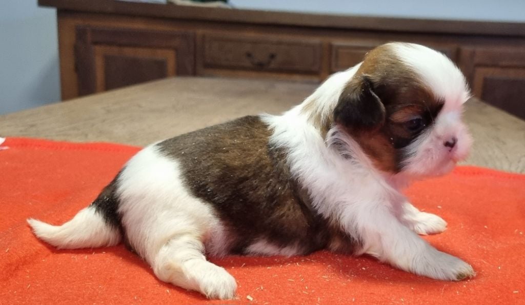 des hirondelles du voyage - Chiots disponibles - Shih Tzu