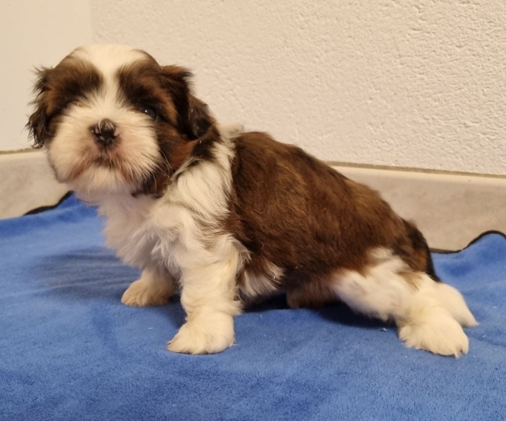 des hirondelles du voyage - Chiots disponibles - Shih Tzu