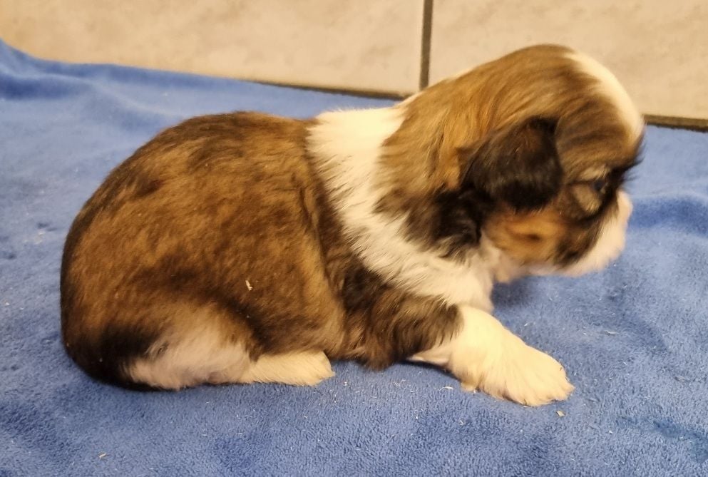 des hirondelles du voyage - Chiots disponibles - Shih Tzu