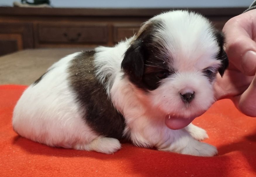 des hirondelles du voyage - Chiots disponibles - Shih Tzu