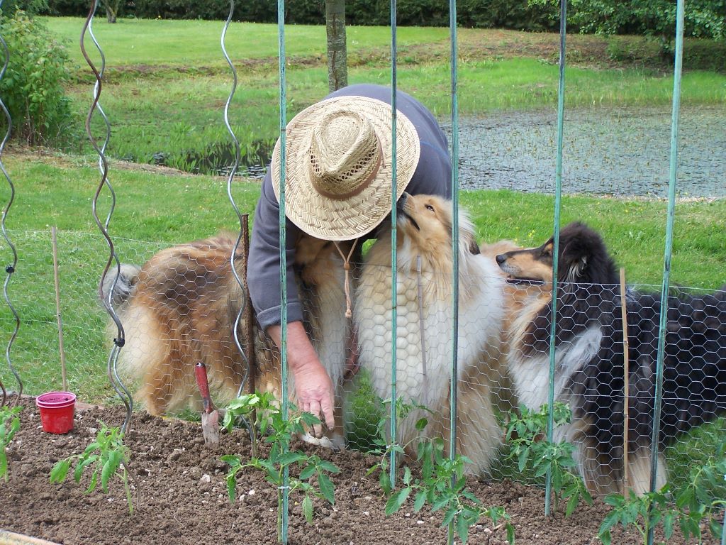 d'Ivoirie Field - PLANTATION DES TOMATES