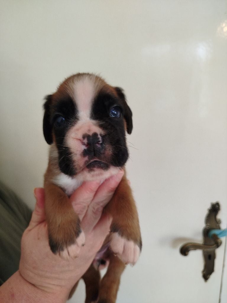 de l'Ecume de Nacre - Chiots disponibles - Boxer