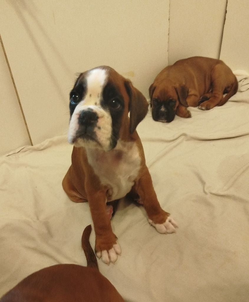 de l'Ecume de Nacre - Chiots disponibles - Boxer