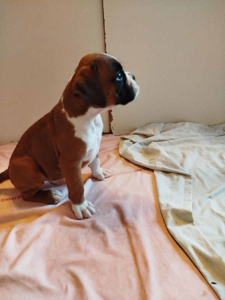 de l'Ecume de Nacre - Chiots disponibles - Boxer