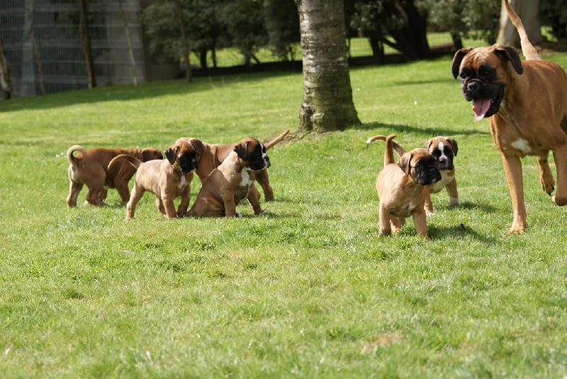 de l'Ecume de Nacre - Boxer - Portée née le 10/02/2012