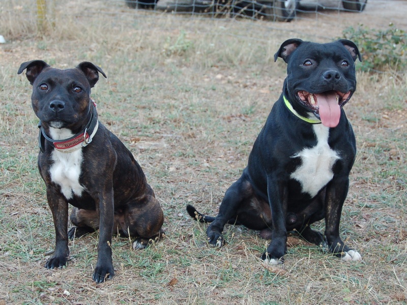 du Caïre del Mel - Staffordshire Bull Terrier - Portée née le 15/08/2012