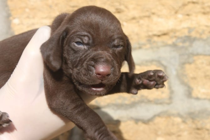 2 chiots mâle à réserver