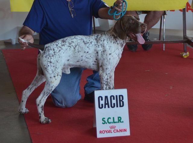 IF du Milobre de Bouisse 1er EXC-CACIB Alès 2016