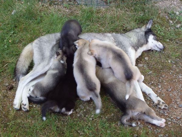 des p'tits loups Vadrouilleurs - Siberian Husky - Portée née le 12/07/2017