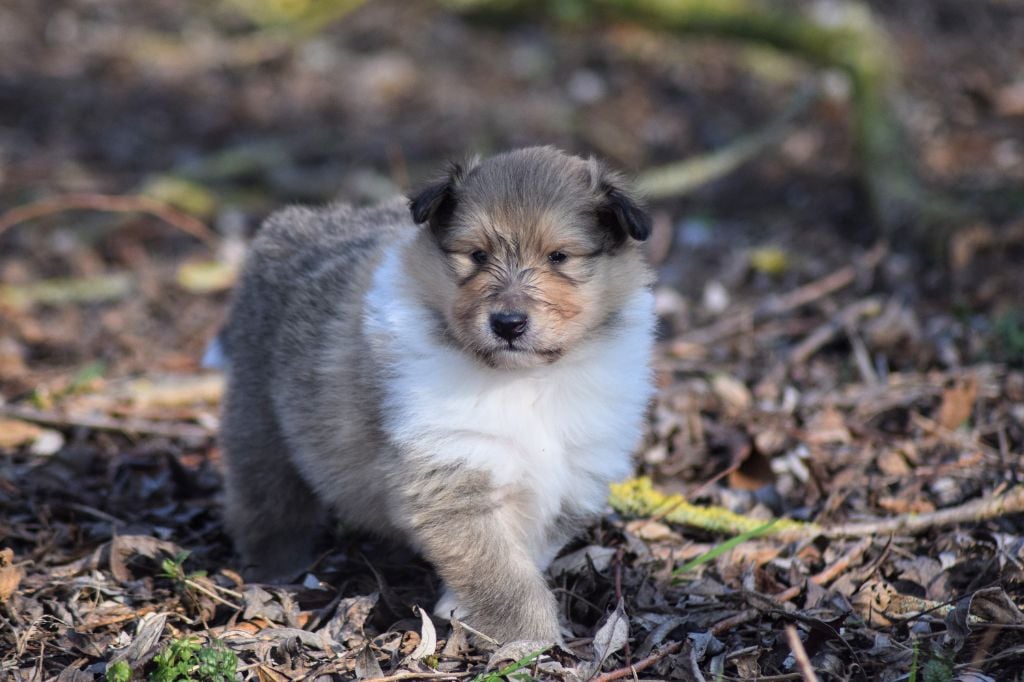 du Jardin des Heliades - Chiots disponibles - Colley à poil long