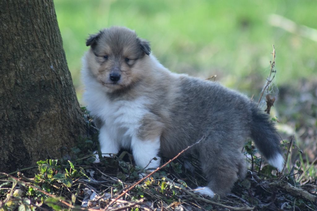 du Jardin des Heliades - Chiots disponibles - Colley à poil long