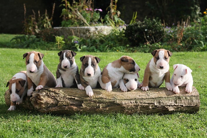 Guelfi - Bull Terrier - Portée née le 20/08/2010