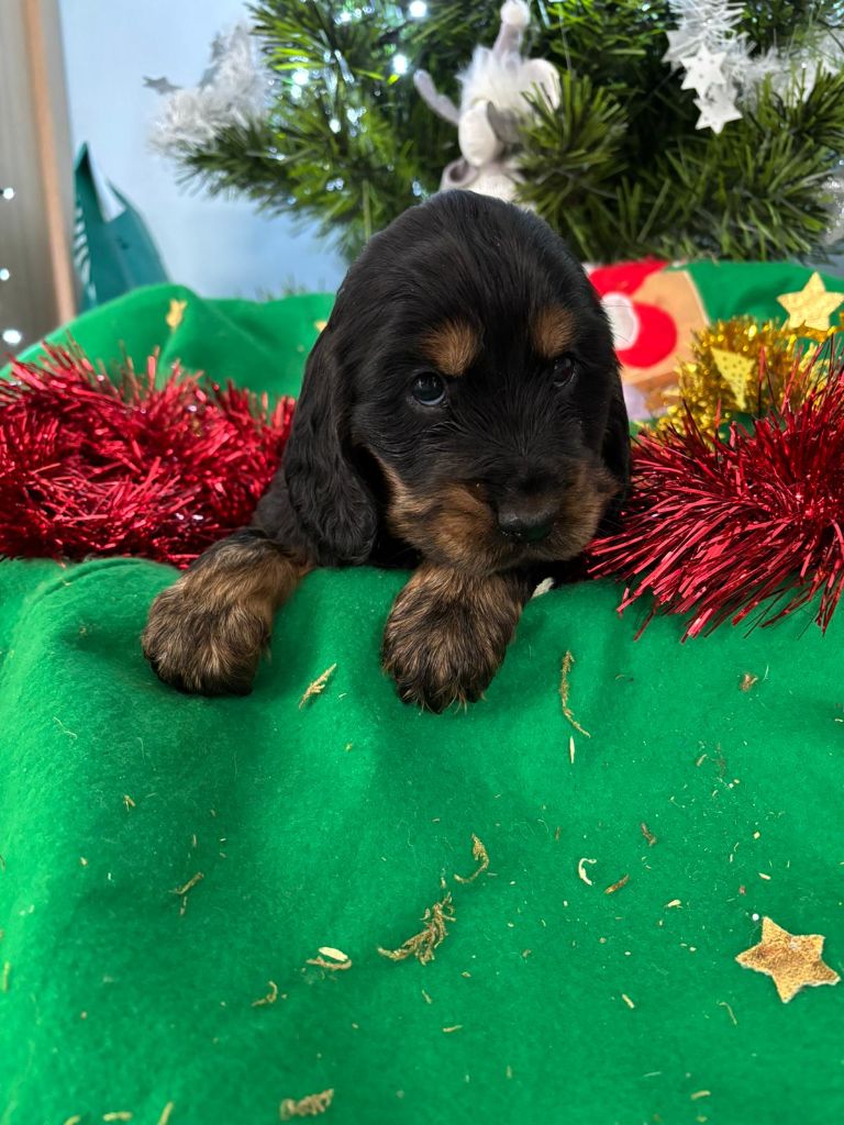 des Mannes Fleuries - Cocker Spaniel Anglais - Portée née le 07/11/2024