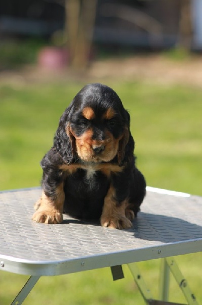 des Mannes Fleuries - Cocker Spaniel Anglais - Portée née le 15/02/2012