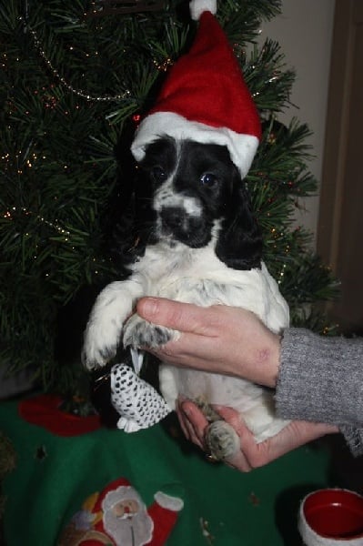 des Mannes Fleuries - Cocker Spaniel Anglais - Portée née le 08/11/2014