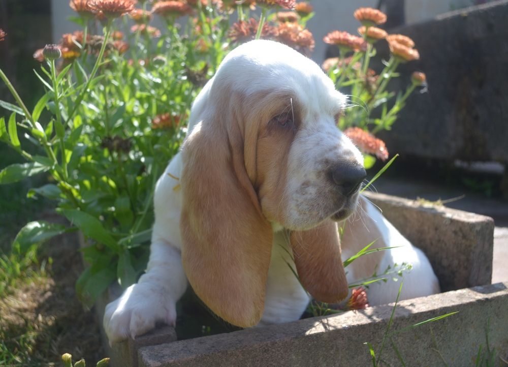 du Hameau de Bonipaire - Basset Hound - Portée née le 17/05/2023