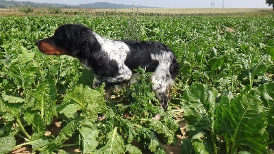 du Casaquin - chien debourré disponible