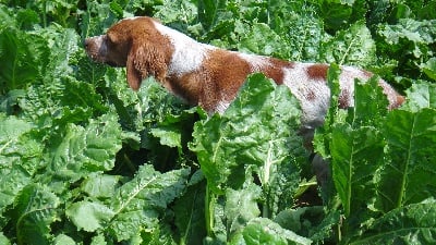 du Casaquin - chienne débourrée pour la chasse