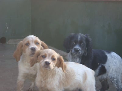 chiots epagneuls bretons