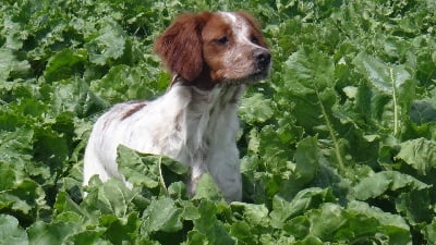 du Casaquin - chienne débourrée pour la chasse