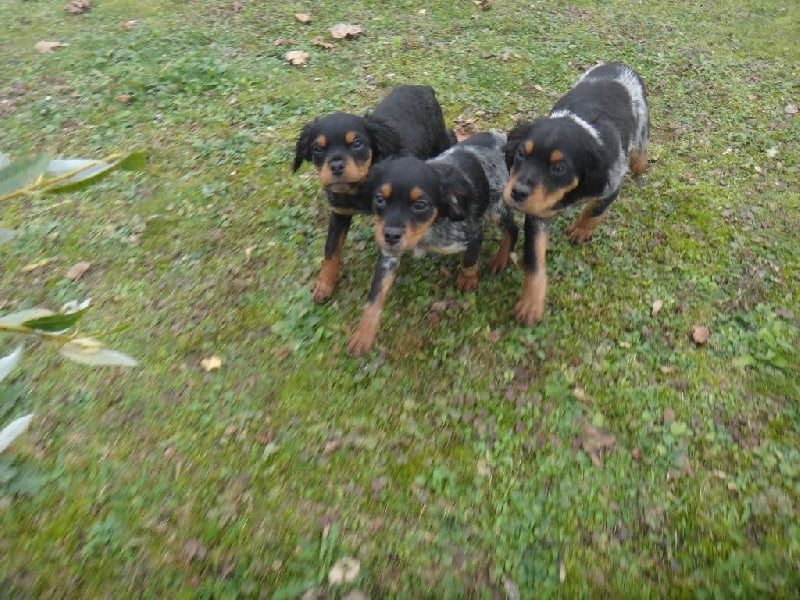 Chiot Epagneul Breton du Casaquin