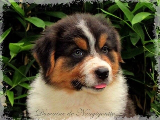 Chiot Berger Australien du Domaine de Naugigoutte