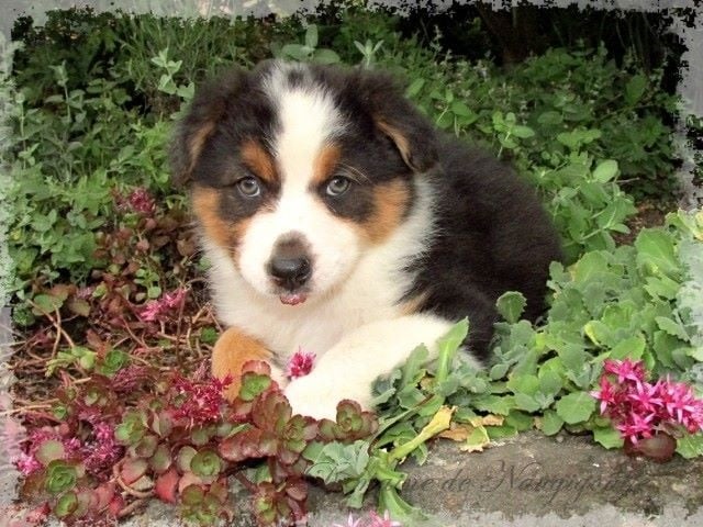 Chiot Berger Australien du Domaine de Naugigoutte