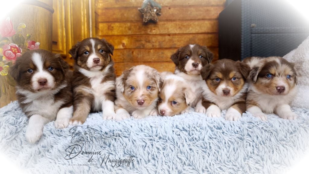 Chiot Berger Australien du Domaine de Naugigoutte