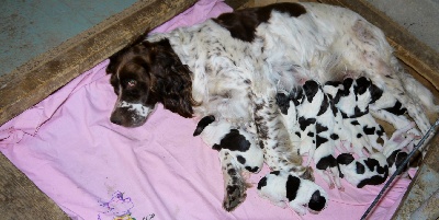 du démon argenté du clos caroline - 13 chiots Epagneul français de Buck et Cybelle 