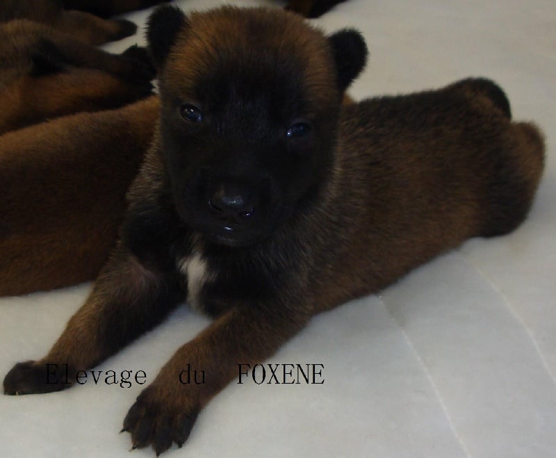 Chiot Berger Belge du Foxene