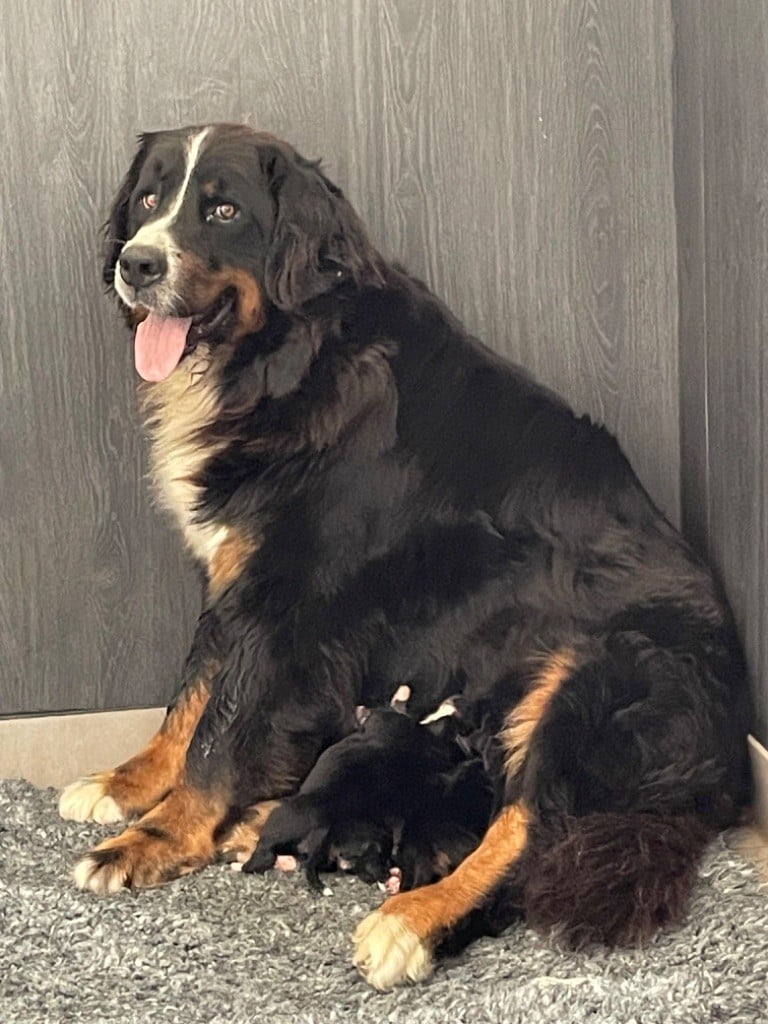 du domaine Lecordy - Roxy et Oups ont eu 7 bébés 