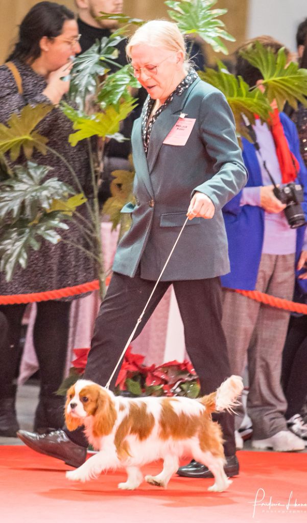 de Castelburry - PARIS DOG SHOW 2023