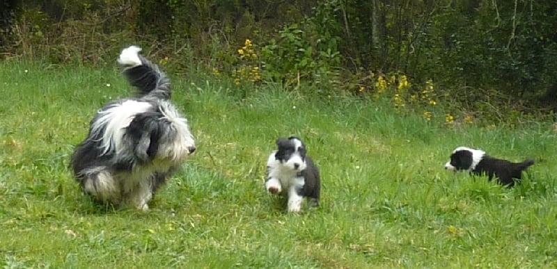 de Letavia - Bearded Collie - Portée née le 10/02/2012