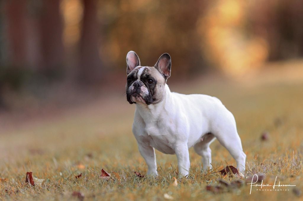 des Caubes de la Morganeraie - A VENDRE BOULEDOGUE FEMELLE