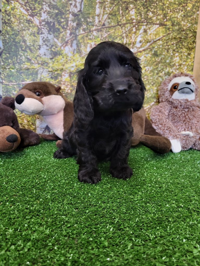 du domaine de Std Gladyce - Chiots disponibles - Cocker Spaniel Anglais