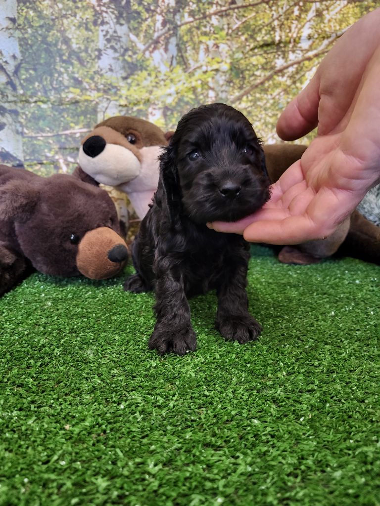 du domaine de Std Gladyce - Chiots disponibles - Cocker Spaniel Anglais