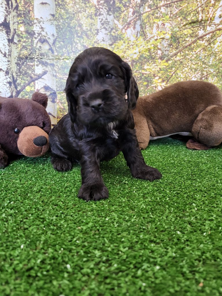 du domaine de Std Gladyce - Chiots disponibles - Cocker Spaniel Anglais