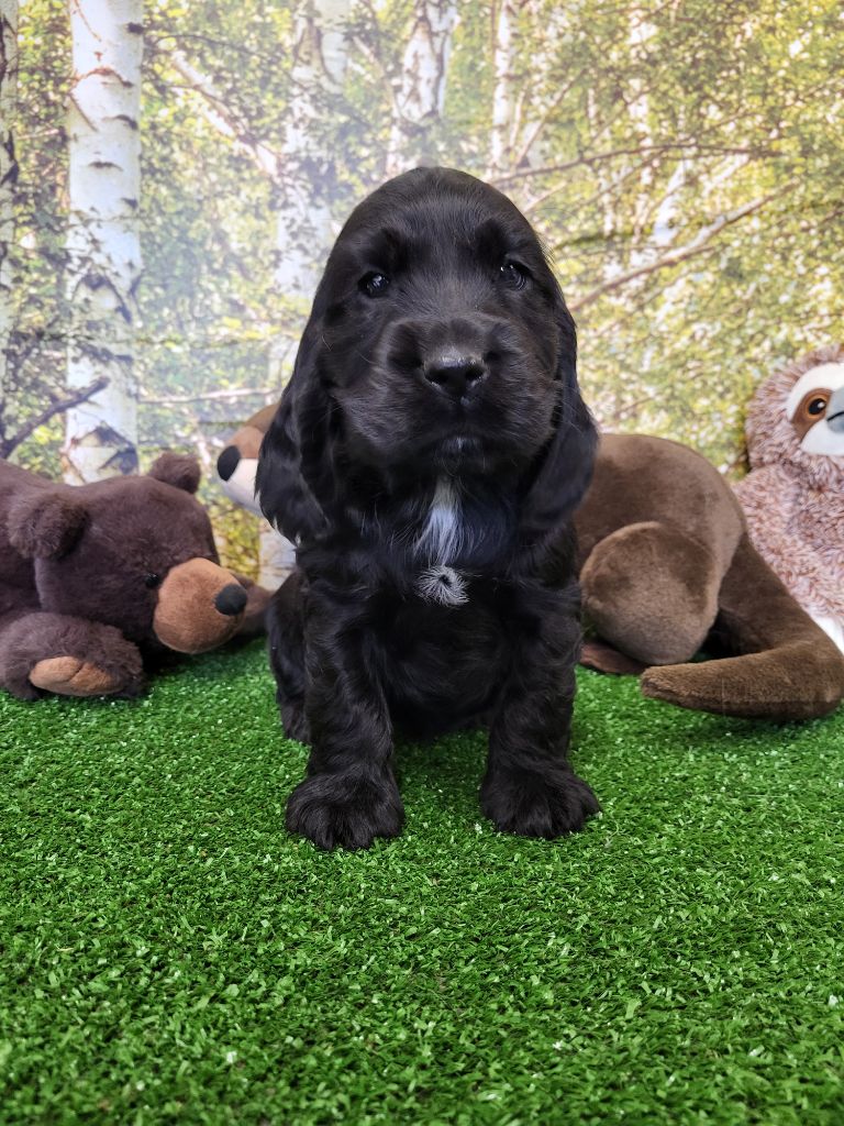 du domaine de Std Gladyce - Chiots disponibles - Cocker Spaniel Anglais