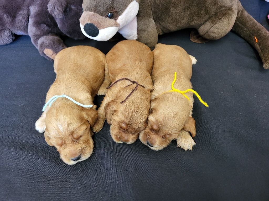 du domaine de Std Gladyce - Chiots disponibles - Cocker Spaniel Anglais