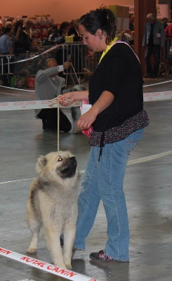 de l'Odyssée des Muses - Exposition canine de Nîmes