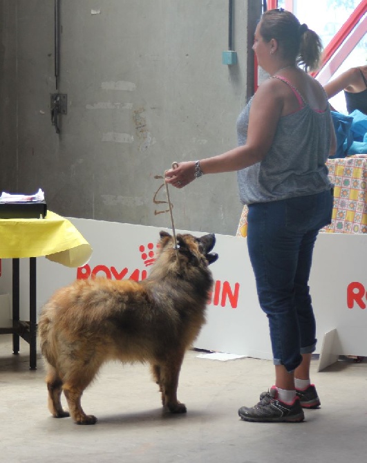 de l'Odyssée des Muses - Linook confirmé au CACIB d'Alès