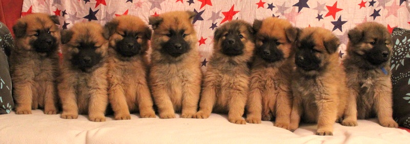 Chiot Eurasier de l'Odyssée des Muses