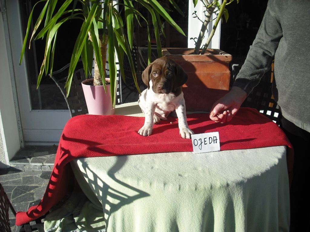 du Pachera du Yout - Chiots disponibles - Braque français, type Pyrenees (petite taille)